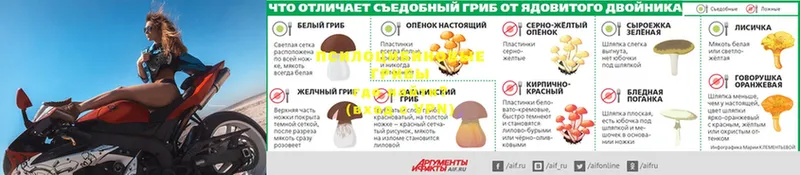 где можно купить наркотик  Белоозёрский  Псилоцибиновые грибы мицелий 